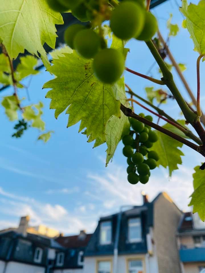 Backhouse oasis for (almost) exclusive use with garden, balconies & 2 bathrooms