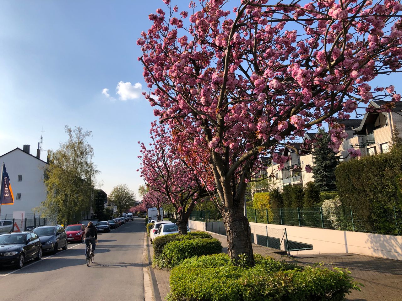 Cologne Green Belt: wonderful garden-apartment, central location, green and quiete