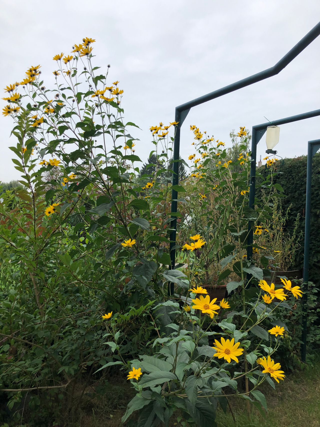Cologne Green Belt: wonderful garden-apartment, central location, green and quiete