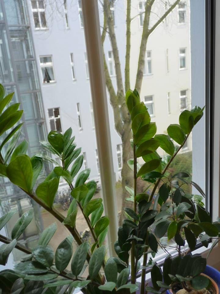 Nice, neat suite in Prenzlauer Berg with shared kitchen